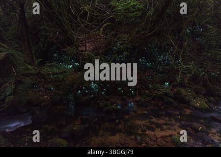 Bioluminescenza, lucciole luminose (Arachnocampa luminosa), maggot del fungo gnat (Mycetophilidae), cascata, McLaren Fall Park, Omanawa, N Foto Stock
