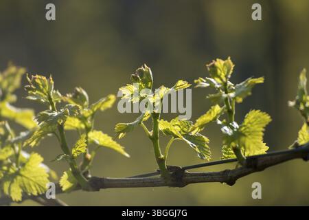 Foglie di vite giovane su un ramo alla luce del sole con sfondo naturale sfocato, Baden -Wuerttemberg, Germania, Europa Foto Stock