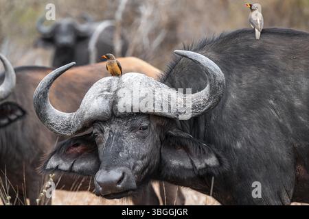 Bufalo del Capo (Syncerus caffer caffer) con oxpecker di becco giallo (Buphagus africanus), ritratto di animali, Parco Nazionale di Kruger, Sudafrica, Africa Foto Stock