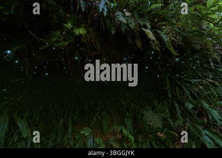 Bioluminescenza, lucciole luminose (Arachnocampa luminosa), maggot del fungo gnat (Mycetophilidae), cascata, McLaren Fall Park, Omanawa, N Foto Stock