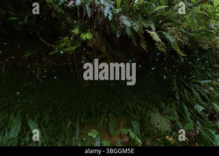 Bioluminescenza, lucciole luminose (Arachnocampa luminosa), maggot del fungo gnat (Mycetophilidae), cascata, McLaren Fall Park, Omanawa, N Foto Stock