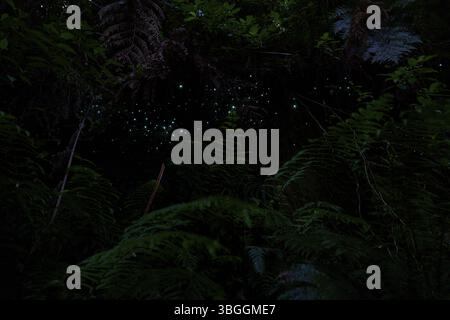 Bioluminescenza, lucciole luminose (Arachnocampa luminosa), maggot del fungo gnat (Mycetophilidae), cascata, McLaren Fall Park, Omanawa, N Foto Stock