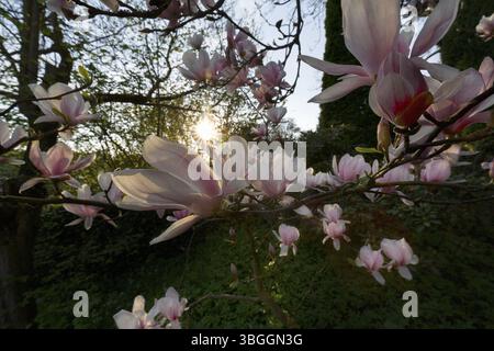 magnolia fiorita, magnolia tulipani (Magnolia x soulangeana), mare di fiori, girasoli, Hoexter, Germania, Europa Foto Stock