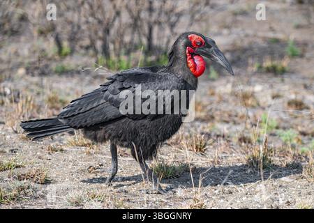 Red-Faced Hornbill (Bucorvus leadbeateri), sul terreno, Kruger National Park, Sudafrica, Africa Foto Stock