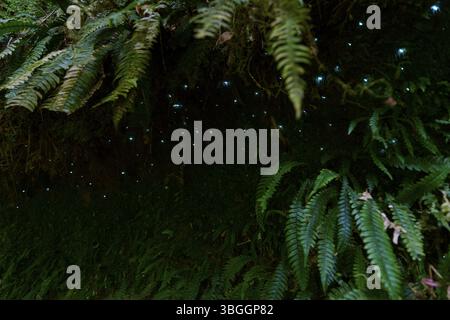 Bioluminescenza, lucciole luminose (Arachnocampa luminosa), maggot del fungo gnat (Mycetophilidae), cascata, McLaren Fall Park, Omanawa, N Foto Stock