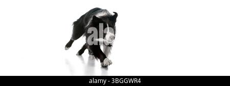 Banner. Border collie che corre su uno sfondo bianco da studio con un'espressione mirata, pronto a giocare. Spazio negativo per inserire il testo. Foto Stock