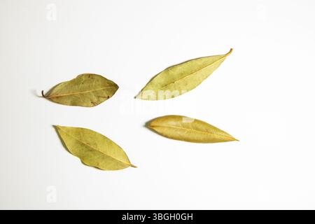 Foglie di alloro essiccate sparse su sfondo bianco, erbe aromatiche utilizzate per cucinare e preparare cibi. Foto Stock