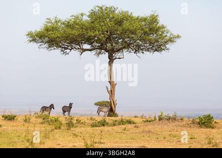 Albero solitario sulla savana con Zebre all'ombra Foto Stock