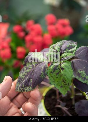 L'Ocimum basilicum, Osmin Purple, è un'erba culinaria della famiglia delle Lamiaceae. Foto Stock