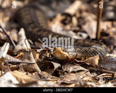 Adder maschio, Vipera Berus, Regno Unito Foto Stock