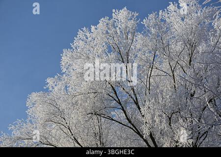 Le cime degli alberi sono ricoperte di ghiaccio contro un cielo blu Foto Stock