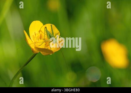 giovanissima cavalletta verde seduta su una tazza gialla di fronte a uno sfondo sfocato Foto Stock