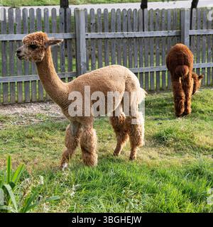 Giovane guanaco Foto Stock