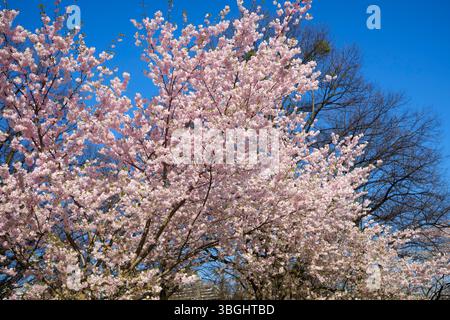 Ciliegi in fiore nel Parco Olimpico di Monaco Foto Stock