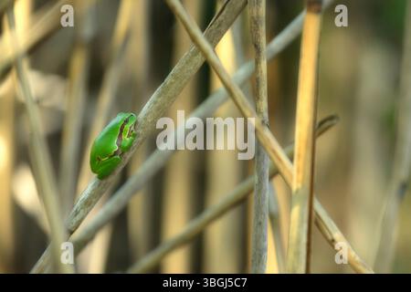 Raganella, Hyla arborea, raganella Foto Stock