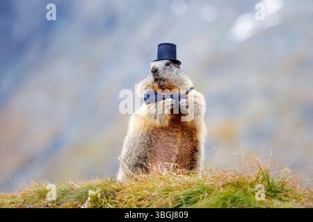 Marmotta alpina (Marmota marmota), marmotta si staglia sul prato con cappello e cravatta e guarda nella fotocamera Foto Stock