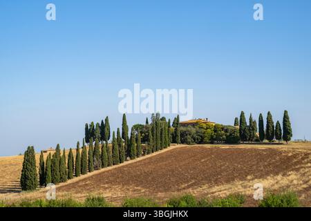 Cipressi in un tipico paesaggio toscano in Val d'Orcia con colline in estate, Toscana, Italia, Europa Foto Stock