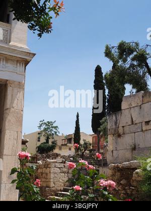Rosa rosa Bush di fronte alle storiche mura e colonne di pietra Foto Stock