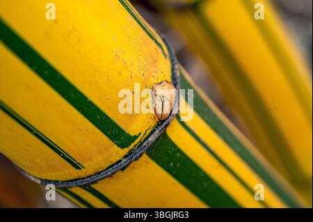 Piante di bambù. Amatlán, Morelos, Messico Foto Stock