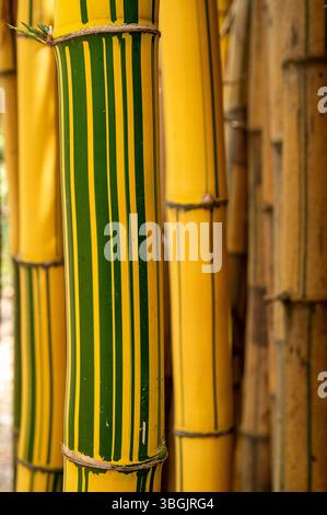 Piante di bambù. Amatlán, Morelos, Messico Foto Stock