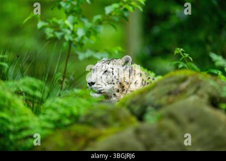 Leopardo delle nevi (Panthera uncia SYN. Uncia uncia) nella foresta, Germania, Europa Foto Stock