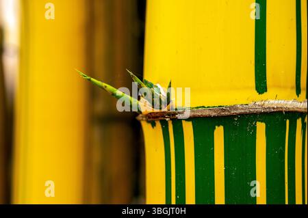 Piante di bambù. Amatlán, Morelos, Messico Foto Stock