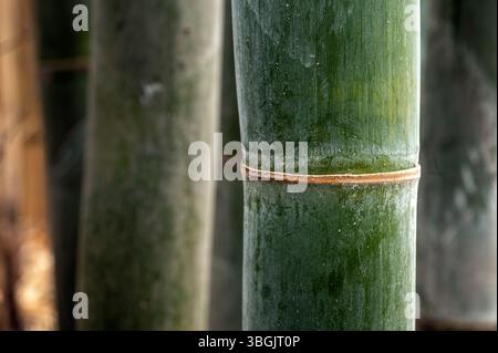 Piante di bambù. Amatlán, Morelos, Messico Foto Stock