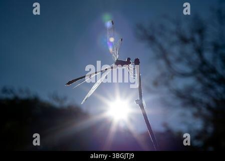 Dragonfly. Amatlán, Morelos, Messico Foto Stock