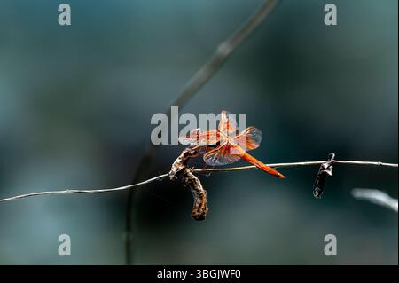 Dragonfly. Amatlán, Morelos, Messico Foto Stock