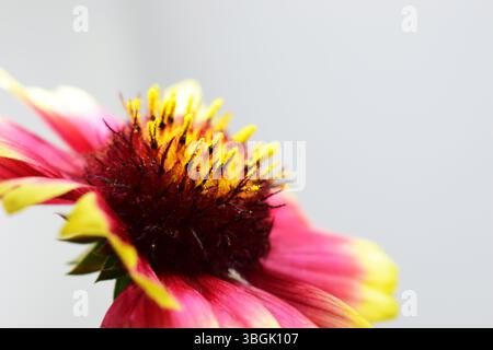 Un fiore di Gaillardia dai colori vivaci, prevalentemente rosa, giallo e rosso scuro. I petali sono principalmente gialli con bordi rosa e sono curvi verso l'esterno. Foto Stock