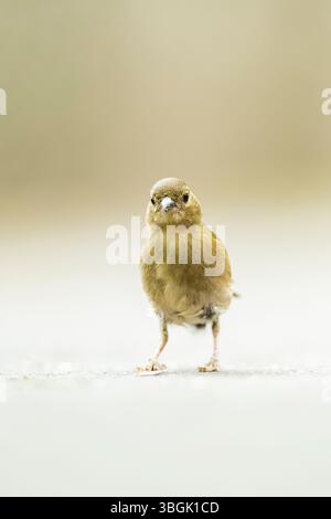 Zaffinch eurasiatico (Fringilla coelebs) a piedi per terra, Baviera, Germania, Europa Foto Stock