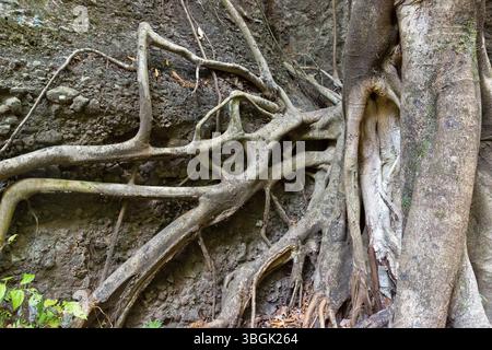 Processi a Amatlán. Morelos, Messico Foto Stock