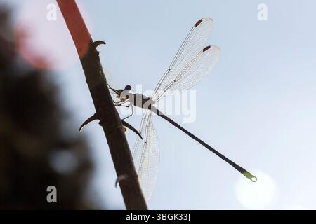 Dragonfly. Amatlán, Morelos, Messico Foto Stock