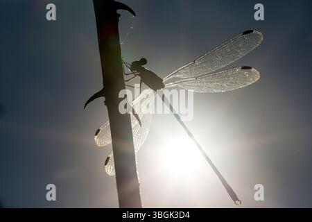 Dragonfly. Amatlán, Morelos, Messico Foto Stock