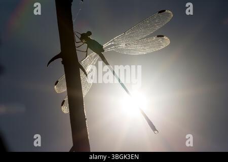 Dragonfly. Amatlán, Morelos, Messico Foto Stock