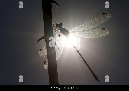 Dragonfly. Amatlán, Morelos, Messico Foto Stock
