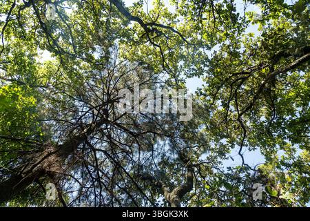 Processi a Amatlán. Morelos, Messico Foto Stock