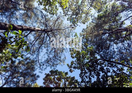 Processi a Amatlán. Morelos, Messico Foto Stock