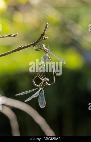 Dragonfly. Amatlán, Morelos, Messico Foto Stock