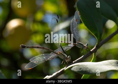 Dragonfly. Amatlán, Morelos, Messico Foto Stock