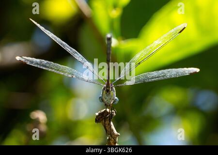 Dragonfly. Amatlán, Morelos, Messico Foto Stock