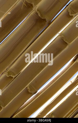 Piante di bambù. Amatlán, Morelos, Messico Foto Stock