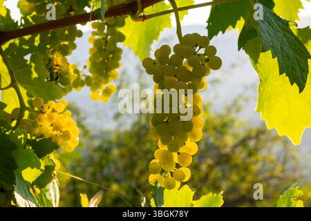 Uva che cresce in un vigneto del Chianti all'alba, regione del Chianti, Toscana, Italia, Europa Foto Stock