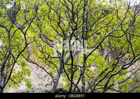 Processi a Amatlán. Morelos, Messico Foto Stock