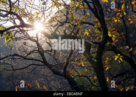 Processi a Amatlán. Morelos, Messico Foto Stock