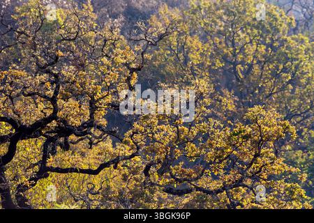 Processi a Amatlán. Morelos, Messico Foto Stock