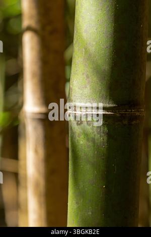 Piante di bambù. Amatlán, Morelos, Messico Foto Stock