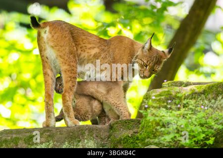 Lince eurasiatica (lince lince) madre con i suoi giovani (cuccioli) in una foresta, Baviera, Germania, Europa Foto Stock