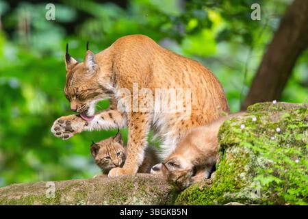 Lince eurasiatica (lince lince) madre con i suoi giovani (cuccioli) in una foresta, Baviera, Germania, Europa Foto Stock