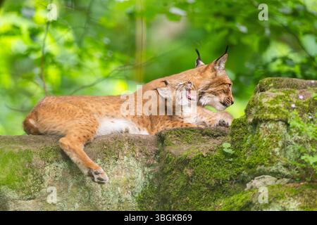 Lince eurasiatica (lince lince) madre con i suoi giovani (cuccioli) in una foresta, Baviera, Germania, Europa Foto Stock